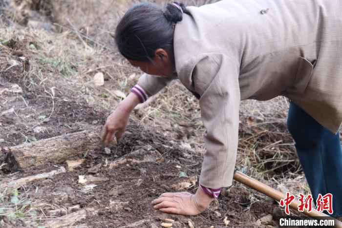 山里的农民在林中平整“斜地陡坡”,种植中药材。 闫姣 摄 甘肃文县“聋山”渐通途 高山居民拓荒地里种药材